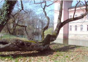 Roteiche1